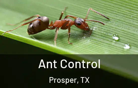  Ant Control Prosper, TX