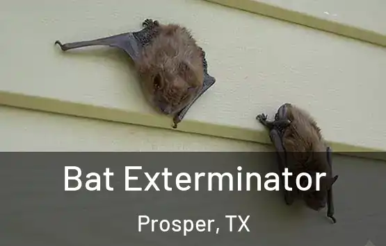  Bat Exterminator Prosper, TX