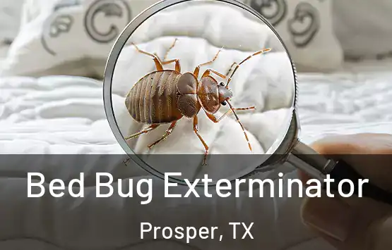  Bed Bug Exterminator Prosper, TX