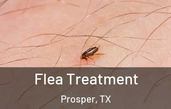  Flea Treatment Prosper, TX