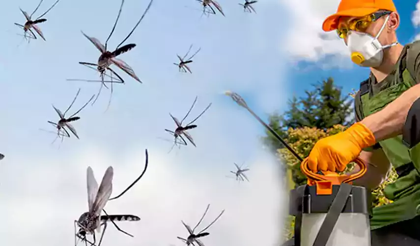 Mosquito Pest Control in Prosper, TX