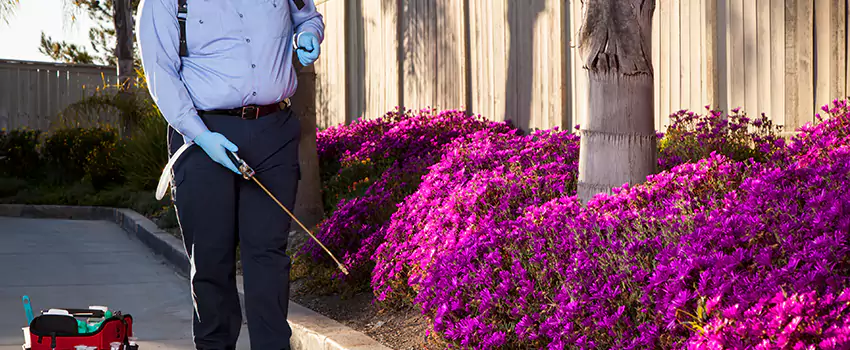 Commercial Mosquito Control Services in Prosper, TX