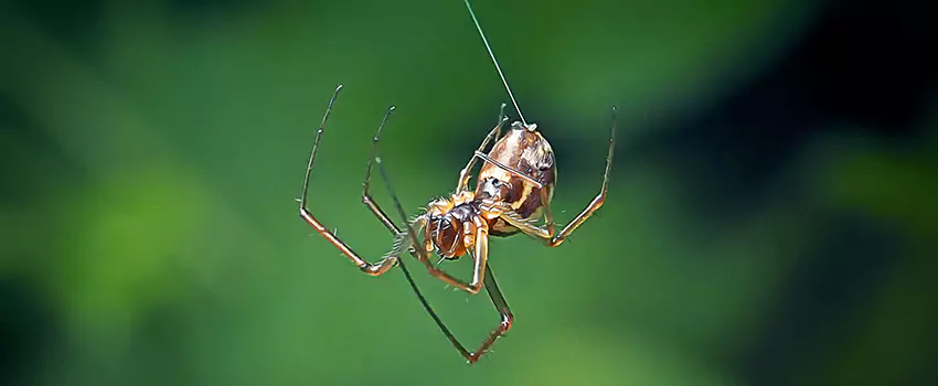 Spider and Mosquito Control Solutions Prosper, TX