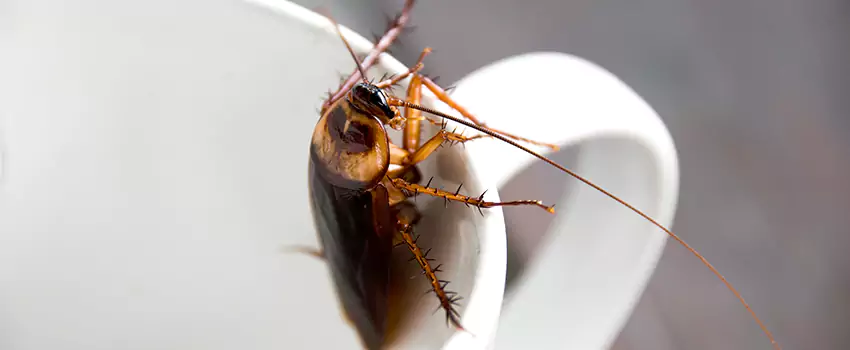 cockroach-treatment in Prosper, TX