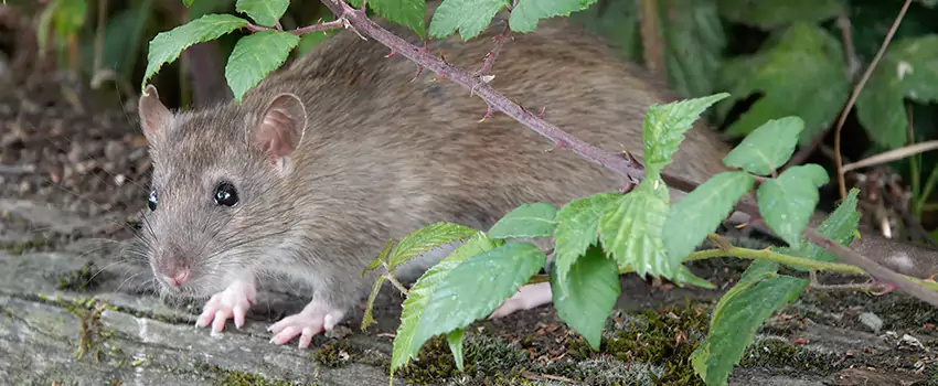 mice-control in Prosper, TX