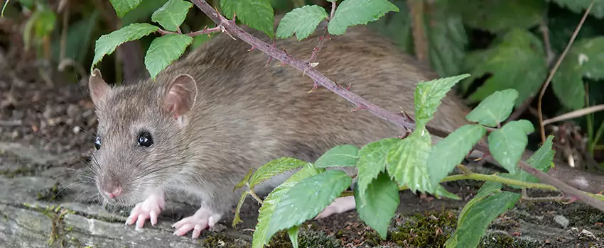 mouse-control in Prosper, TX