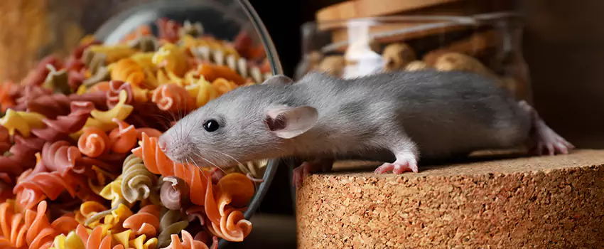 mouse-exterminator in Prosper, TX