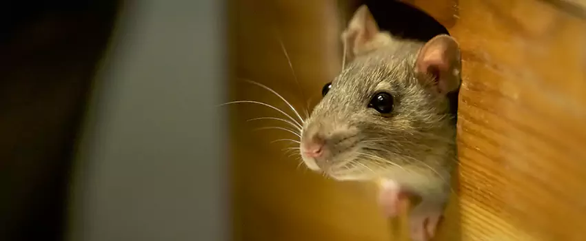rat-control in Prosper, TX