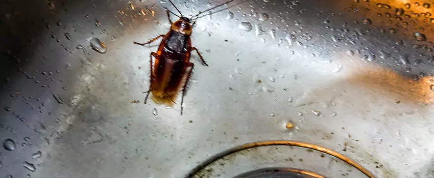 roach-control in Prosper, TX