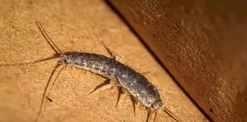 silverfish-control in Prosper, TX