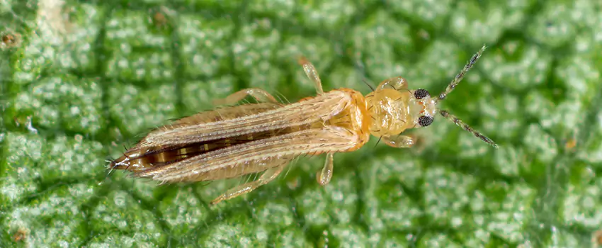 thrips-treatment in Prosper, TX