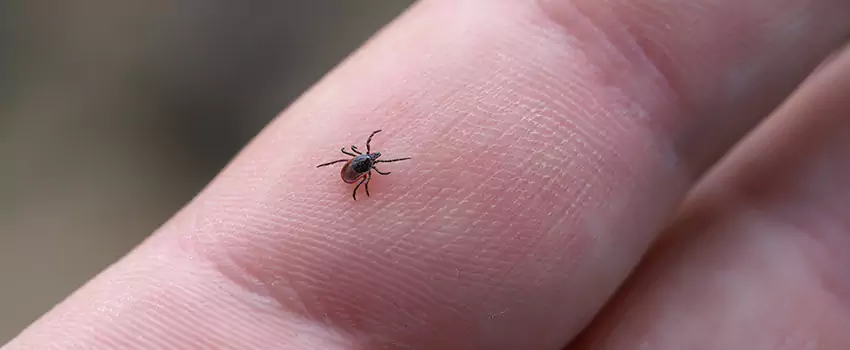 tick-control in Prosper, TX
