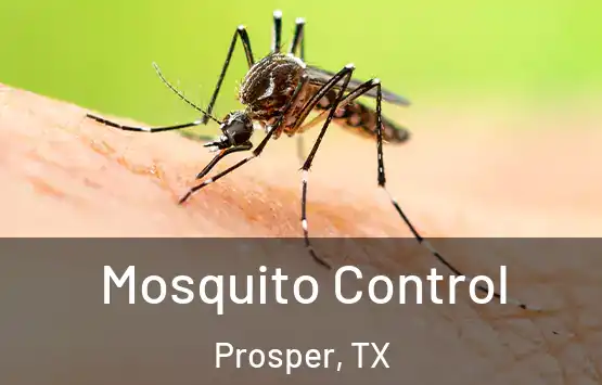  Mosquito Control Prosper, TX