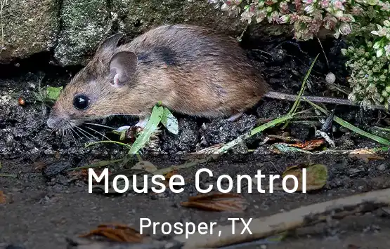 Mouse Control Prosper, TX