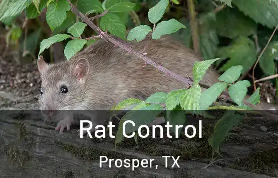  Rat Control Prosper, TX