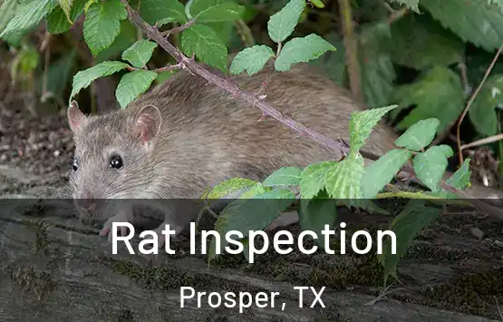  Rat Inspection Prosper, TX
