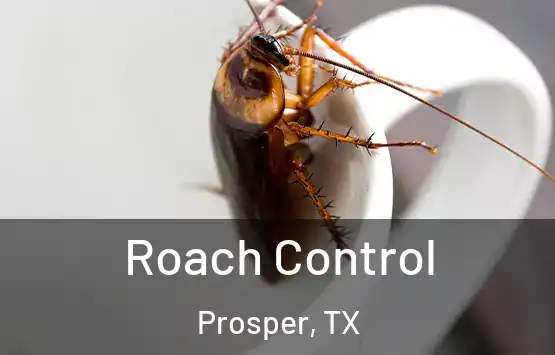  Roach Control Prosper, TX