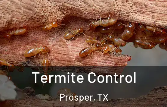  Termite Control Prosper, TX