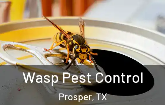  Wasp Pest Control Prosper, TX