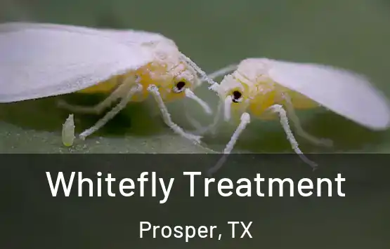  Whitefly Treatment Prosper, TX